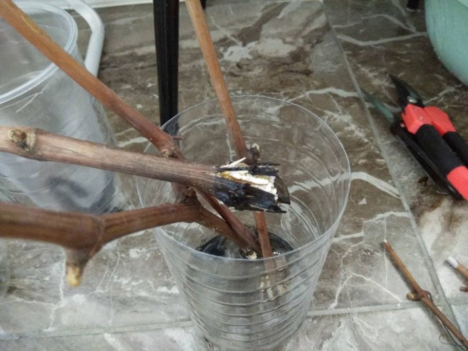 Укоренение лозы винограда отводками