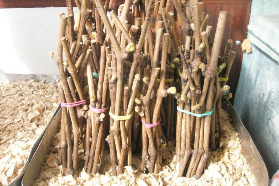 Черенки яблони корневином