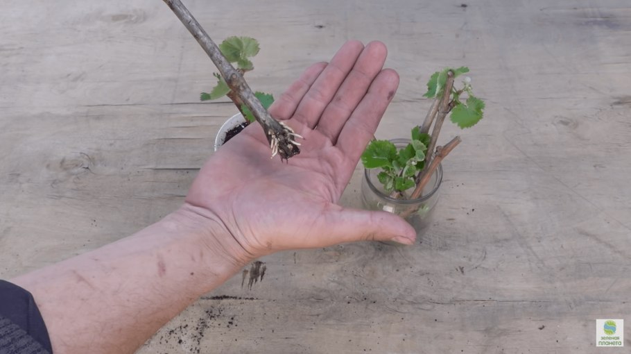 Прививка яблони весной в расщеп