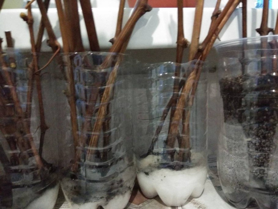 Всходы винограда