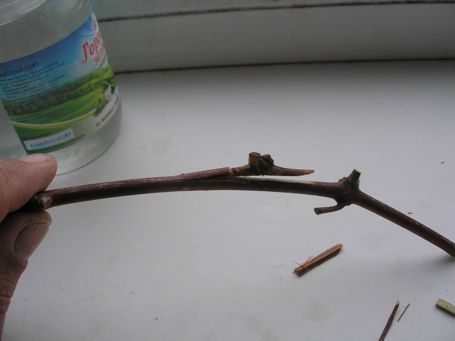 Черенки винограда неукорененные