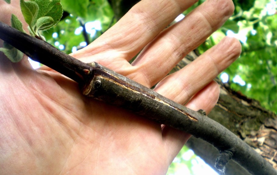 Катальпа размножение черенками