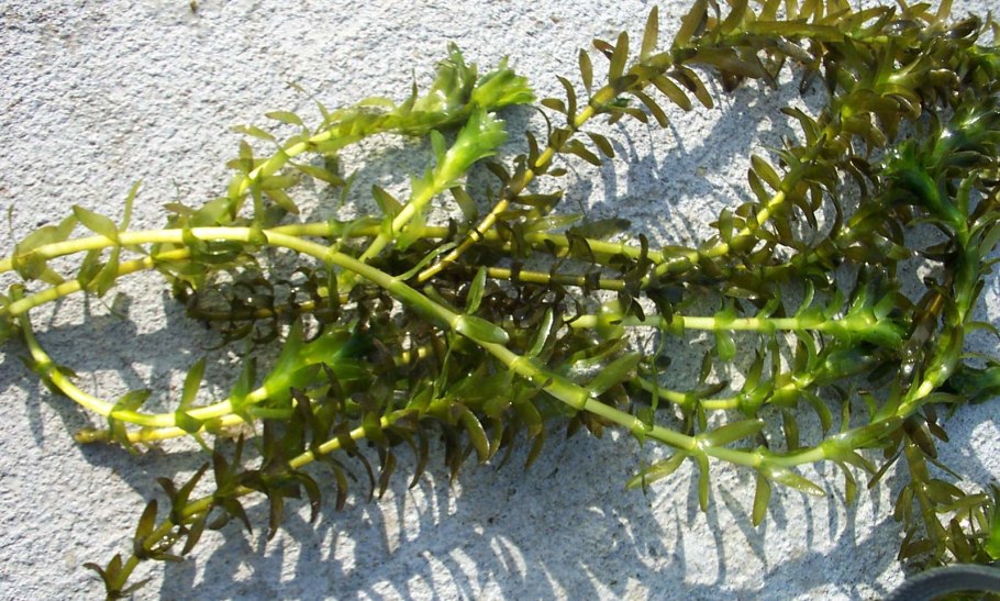 Элодея канадская цветение