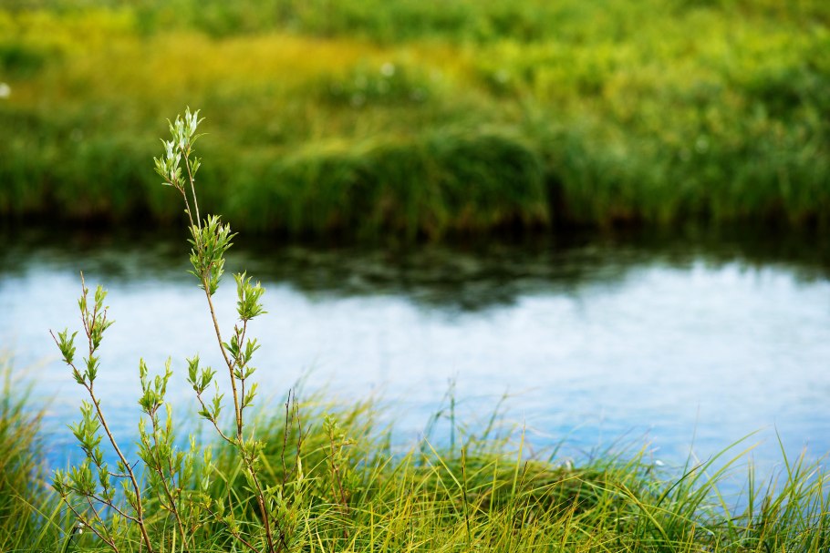 Морская трава Зостера Марина