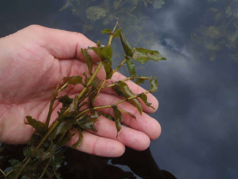 Щучья трава рдест