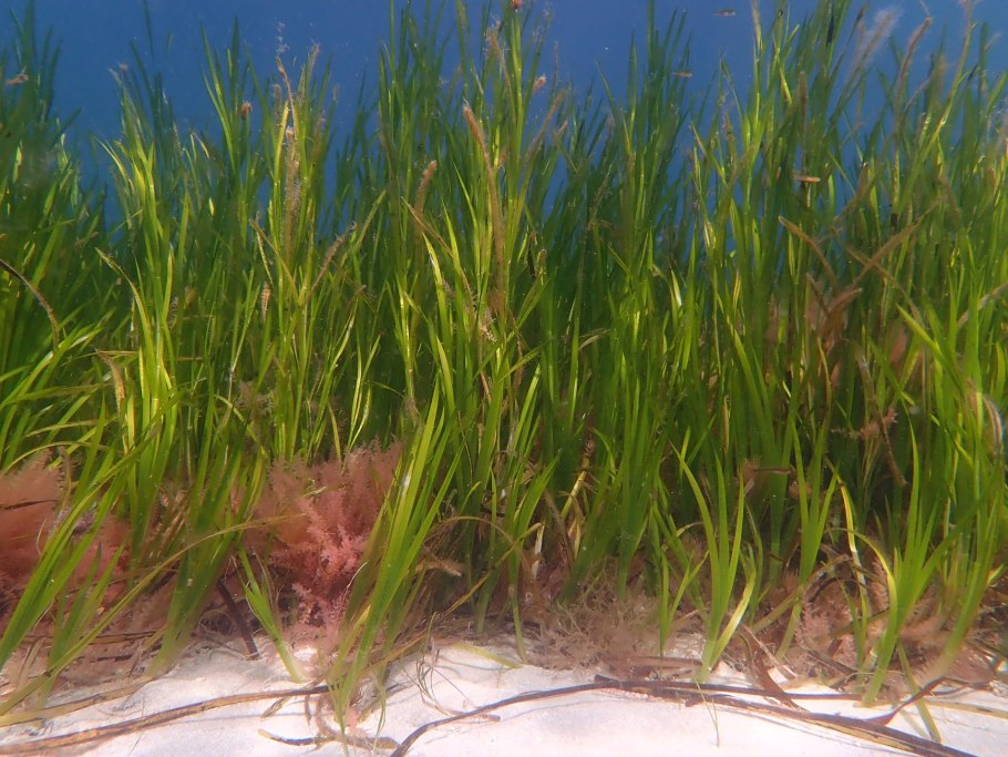 Морская трава Зостера Марина