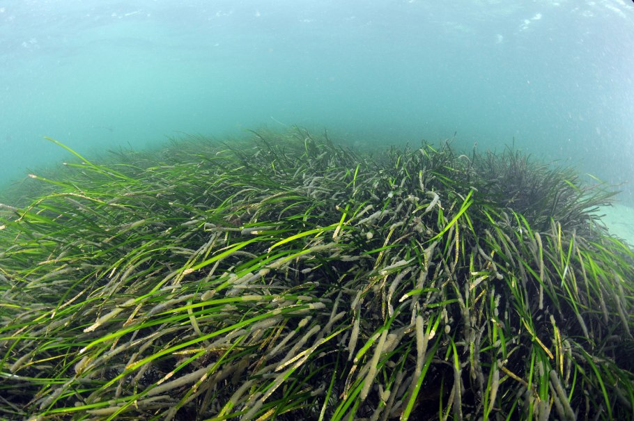 Зостера (Zostera Marina)