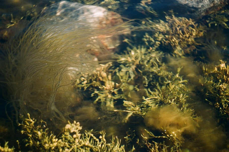 Падина водоросль