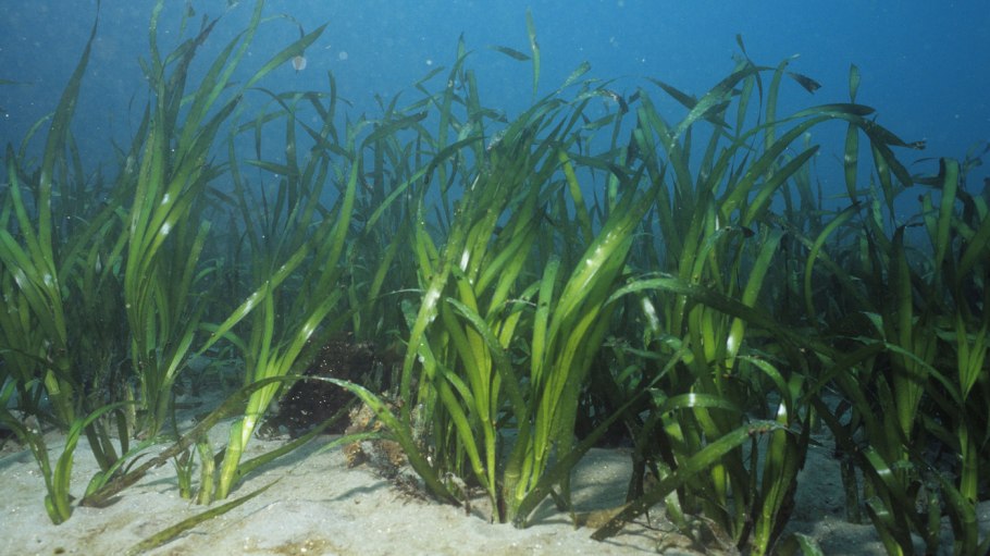 Морская трава Зостера Марина