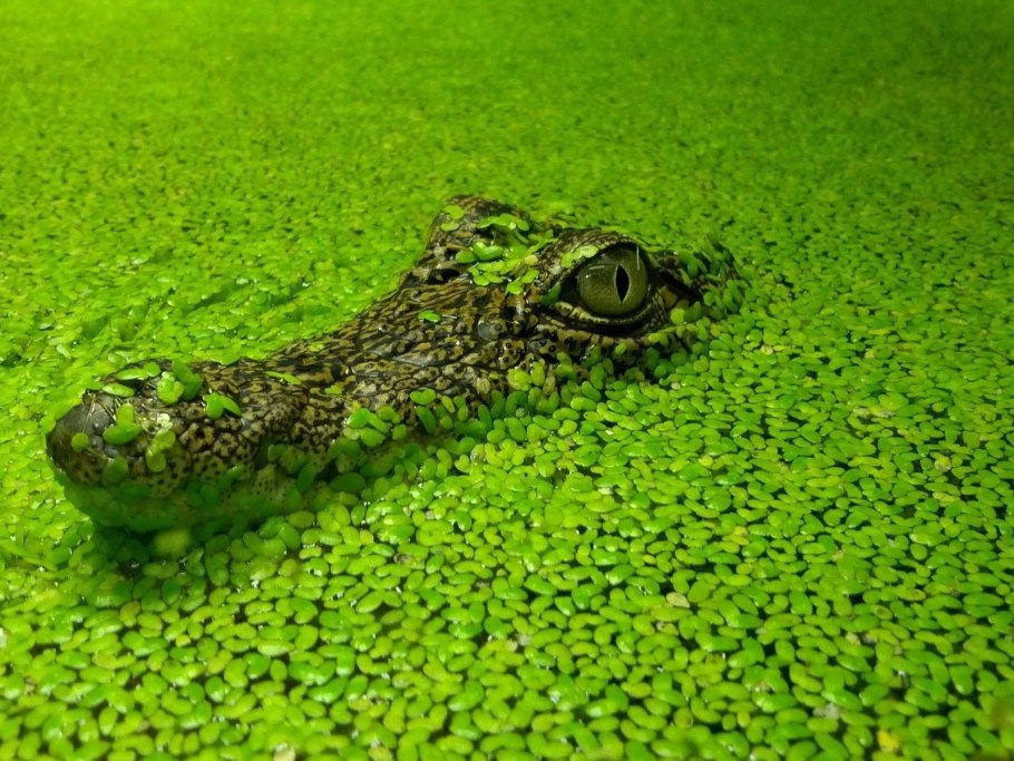 Рдест остролистный