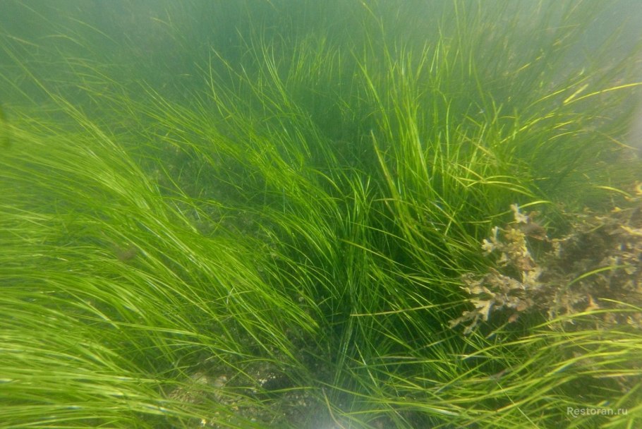 Зостера Марина водоросль