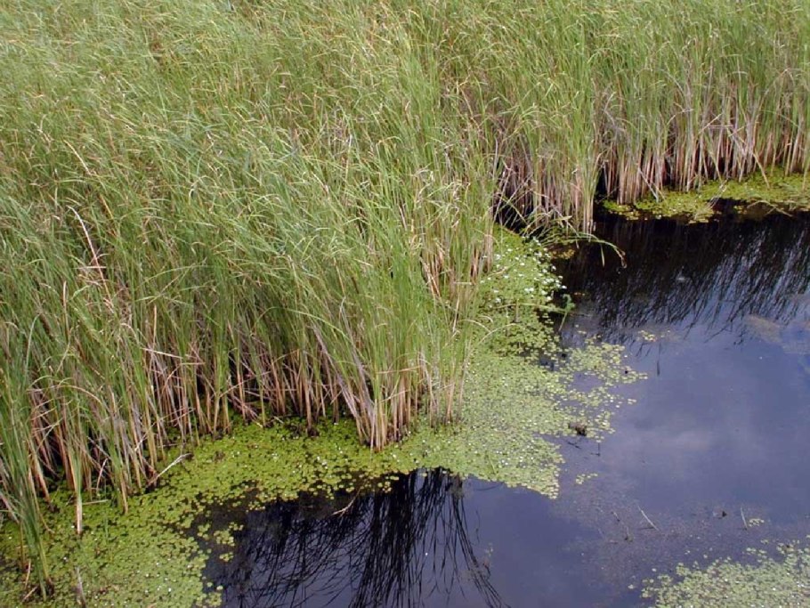 Водоросли пистия