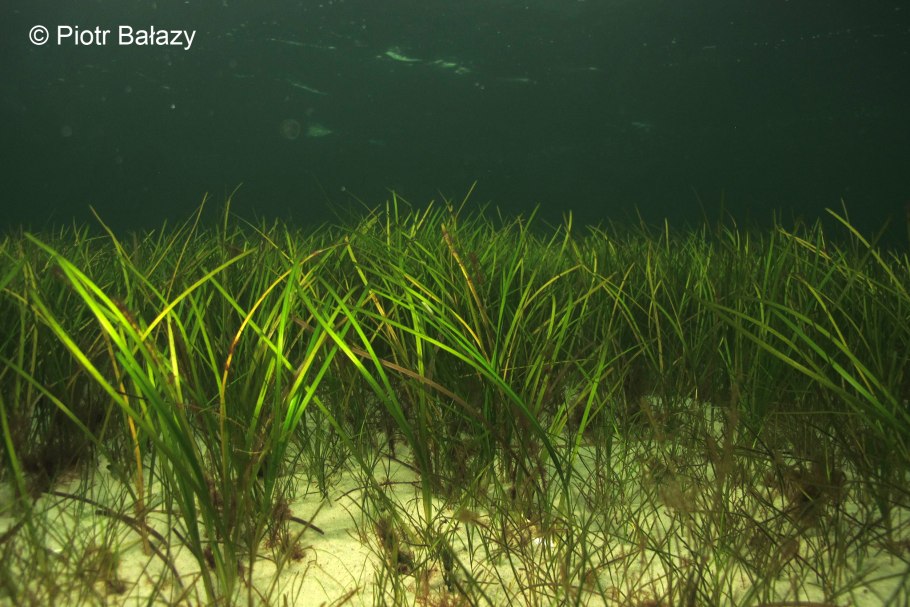 Трава Марина Зостера