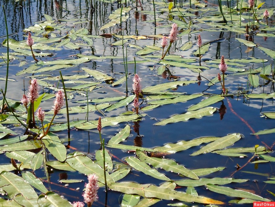 Камка водоросль