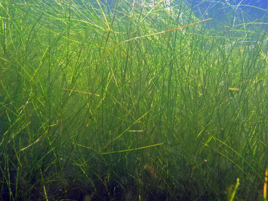 Рдест гребенчатый Крым