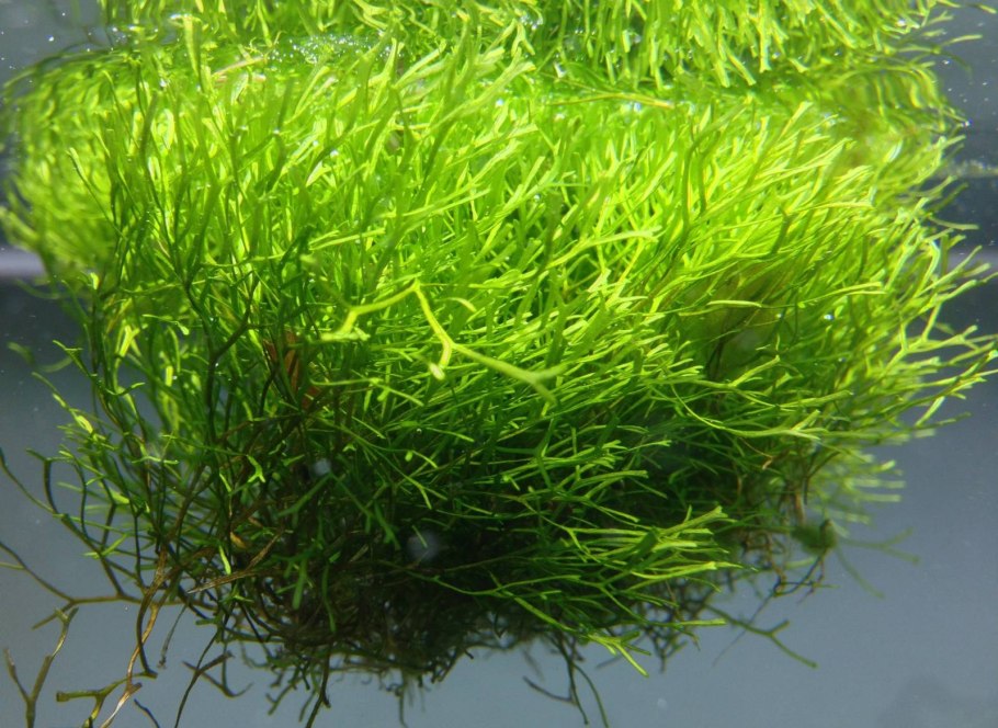 Берег моря с водорослями