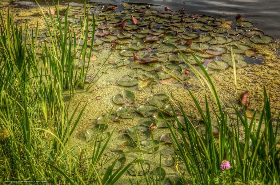 Potamogeton crispus - рдест курчавый