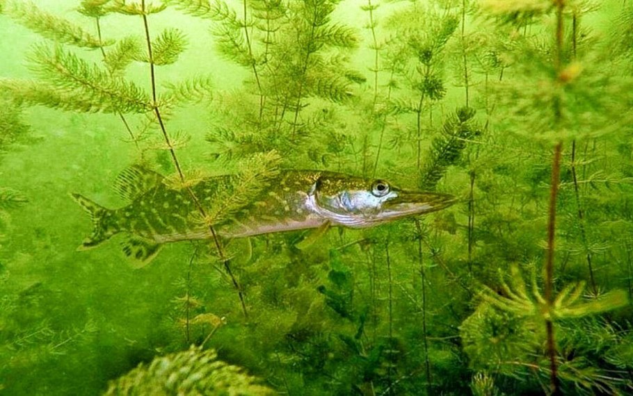 Посидония водоросль