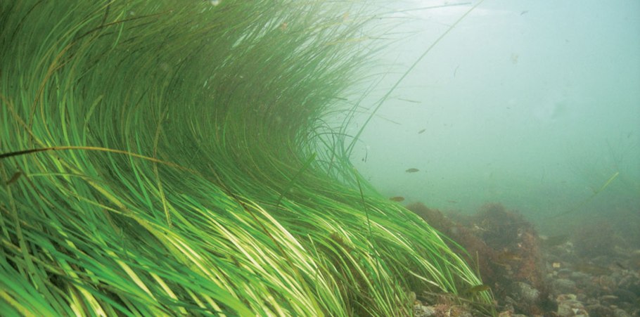 Зостера морская