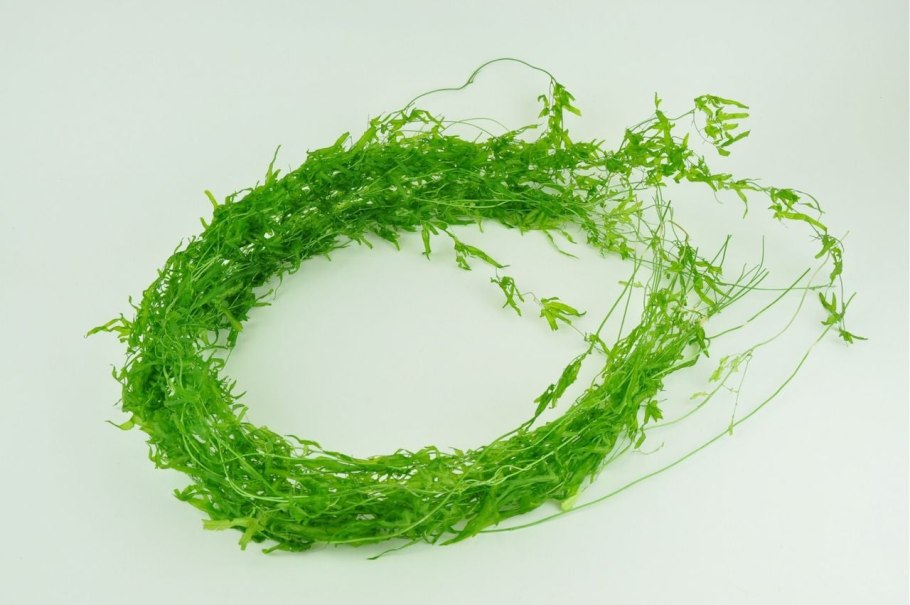 Болотная остролистная трава