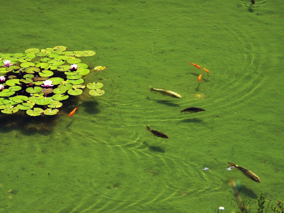 Зостера морская