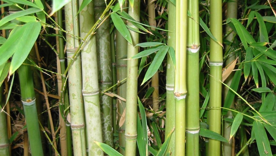 Bambusa arundinacea цветение