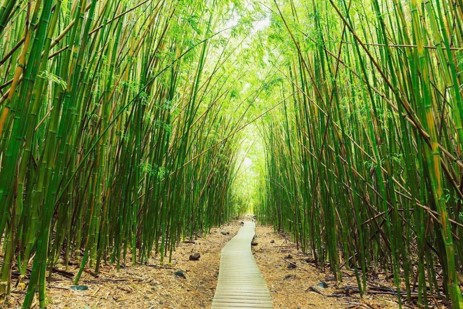 Австралийский бамбук