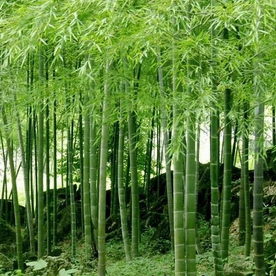Бамбук Phyllostachys edulis Moso