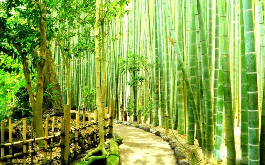 Японский бамбук Мадаке