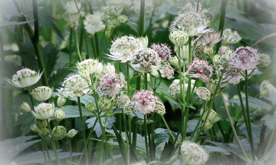 Астранция крупная Astrantia Major Alba