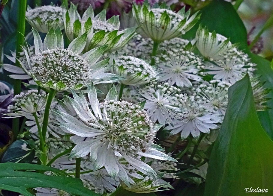 Астранция Рубра