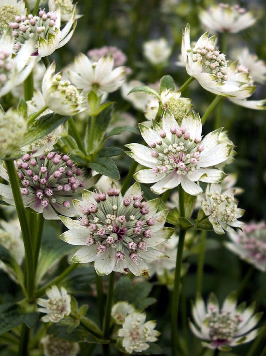 White giant Астранция