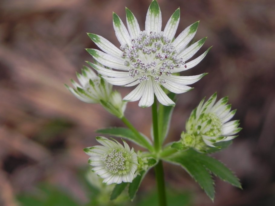 Астранция розовая симфония