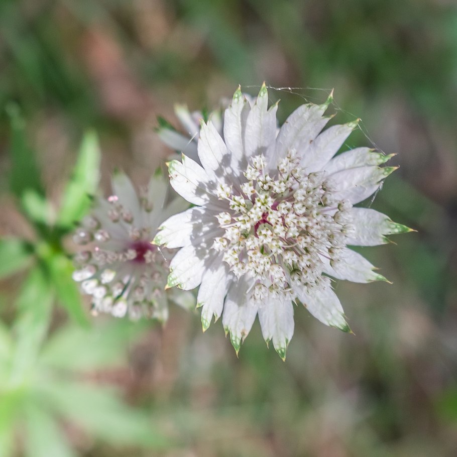 Астранция Major 'Alba'