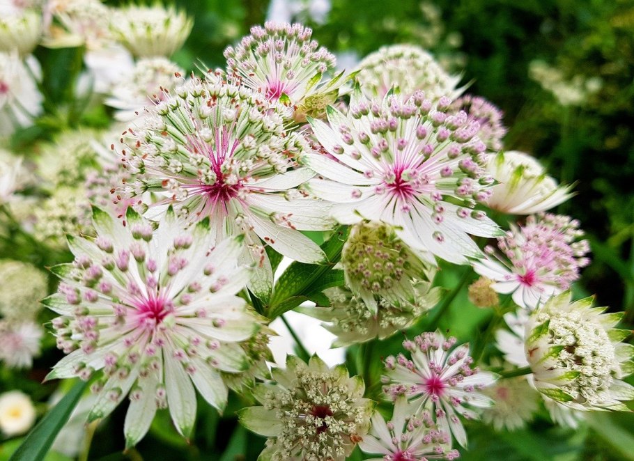 Астранция Спарклинг старс Уайт (Astrantia sparkling Stars White)