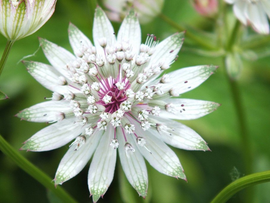 Astrantia Major Бакленд