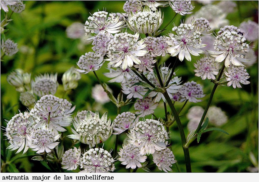 Астранция Сноу Стар