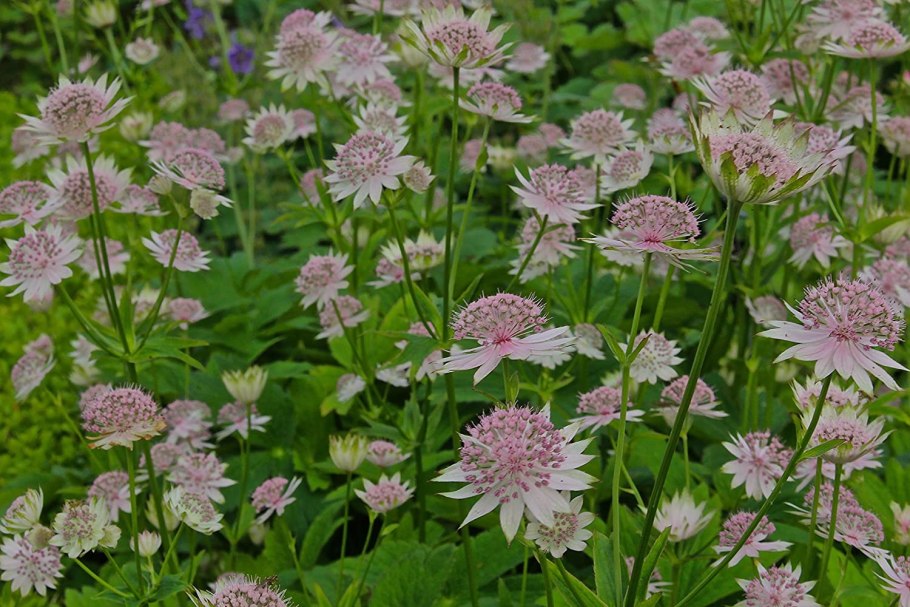 Астранция Бакленд