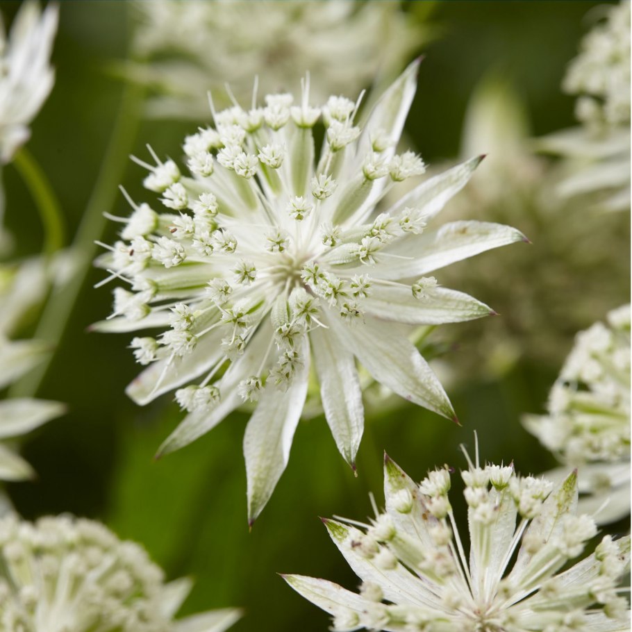 Астранция крупная (Astrantia Major)