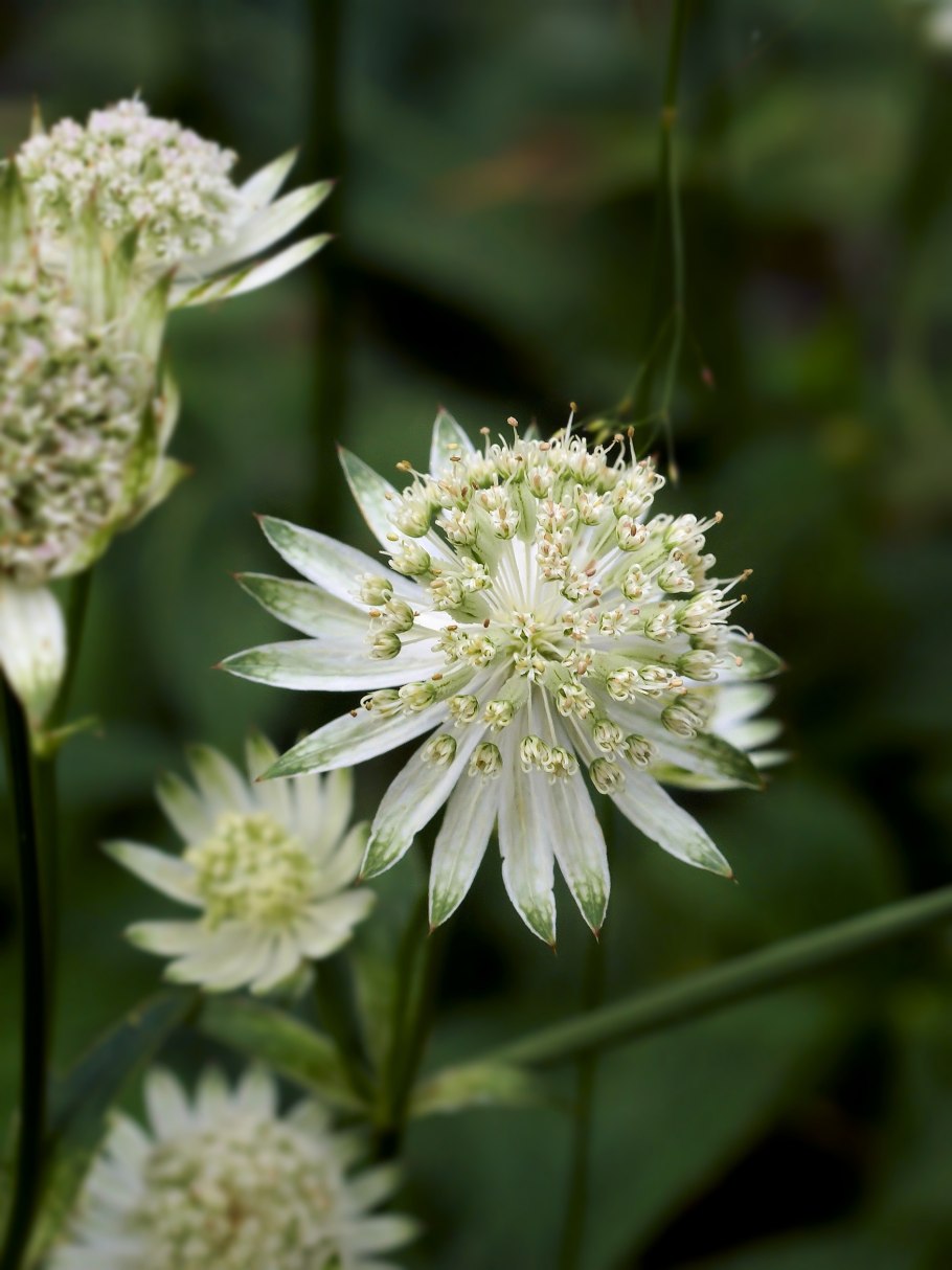 Astrantia Major Alba