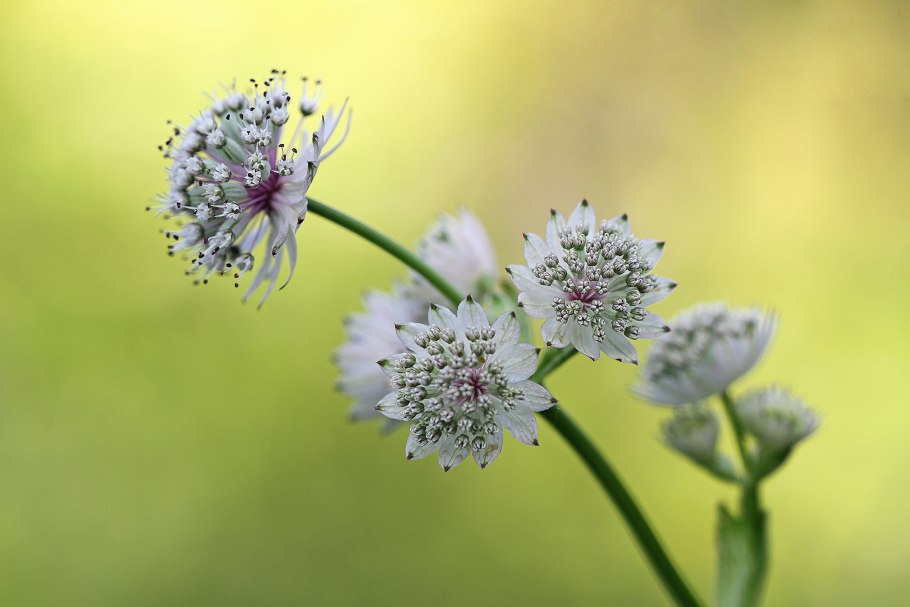 Астранция цветок макро