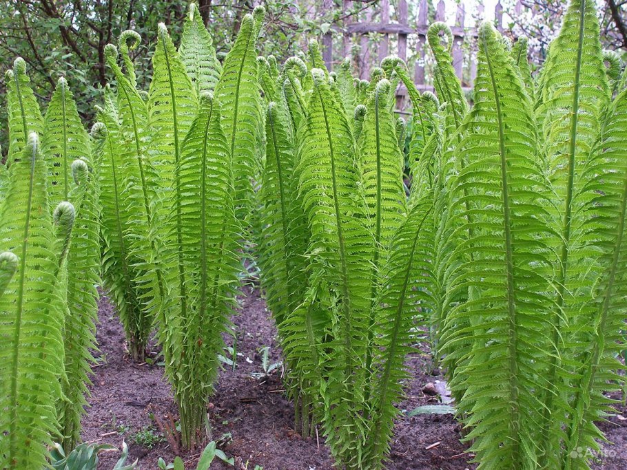 Страусник обыкновенный (Matteuccia struthiopteris)