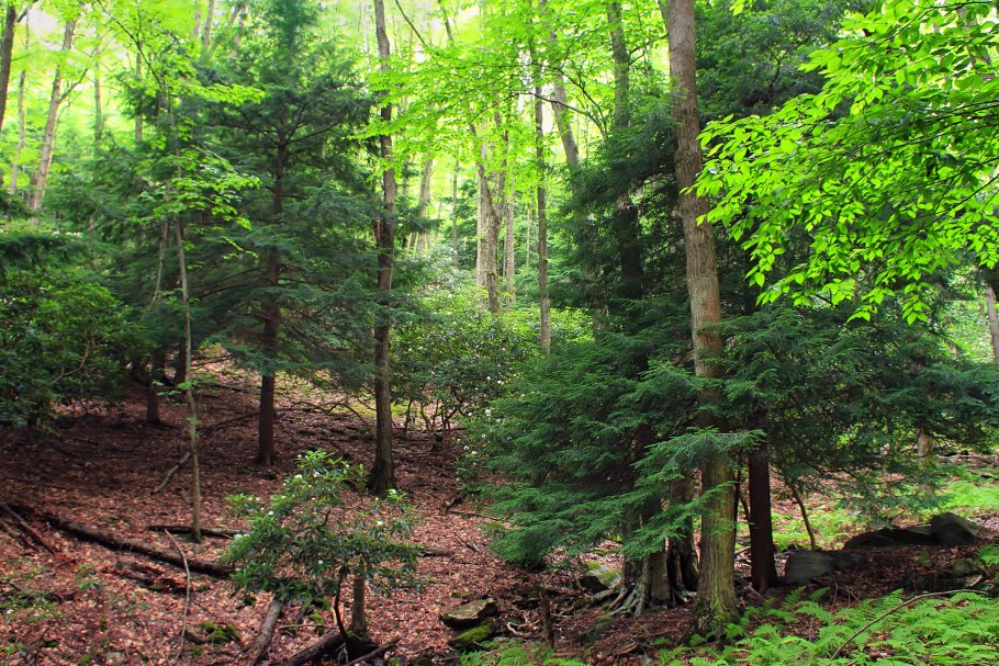 Лесные папоротники Урала