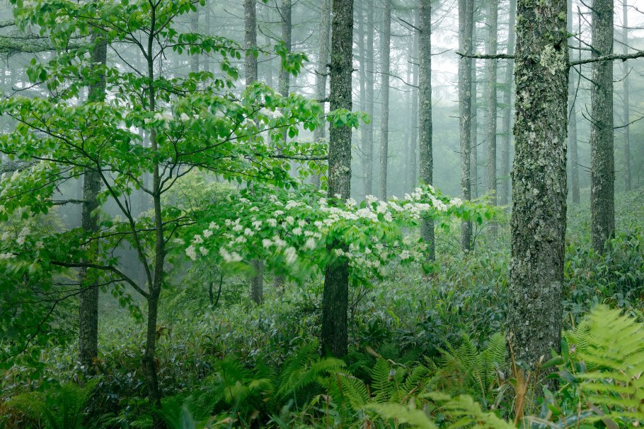 Жестколистный вечнозеленый лес