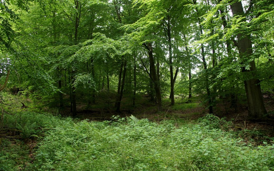 Широколиственный лес кустарники