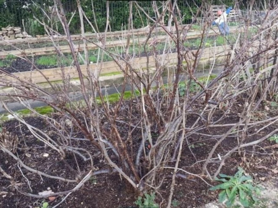 Ribes niveum куст