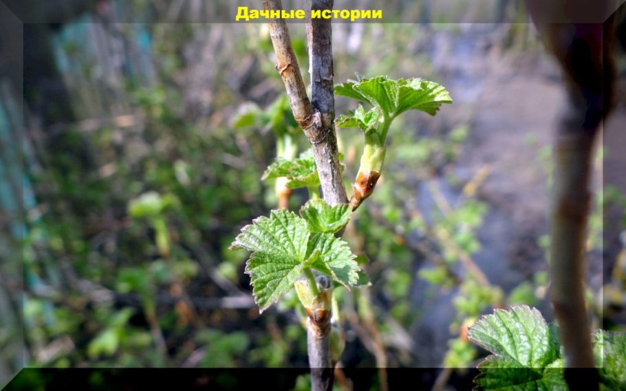 Побег черной смородины