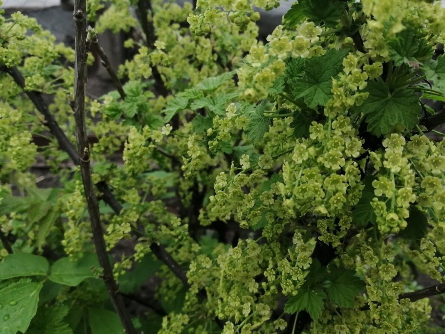 Куст смородины весной