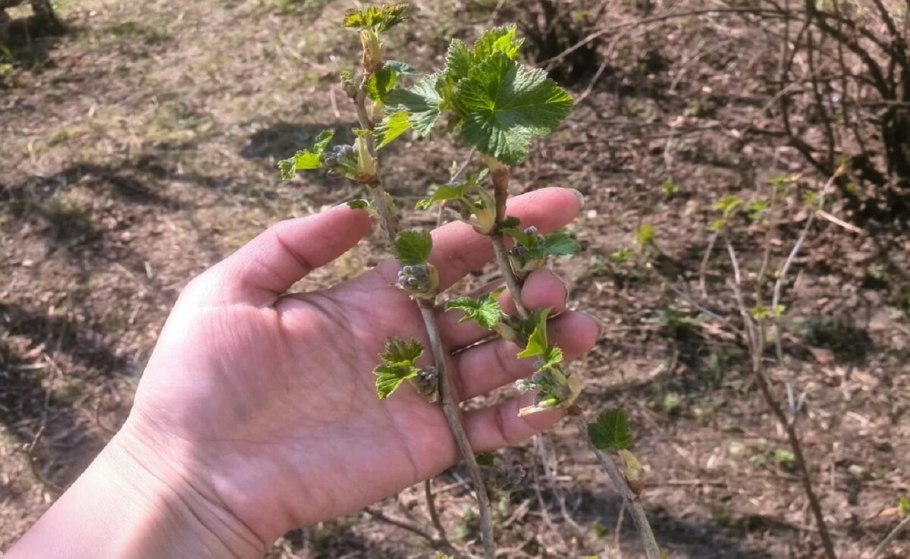 Смородина куст Весна