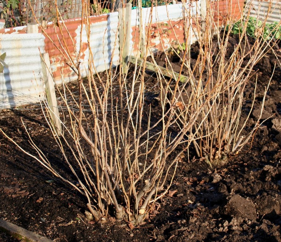 Черная смородина в саду